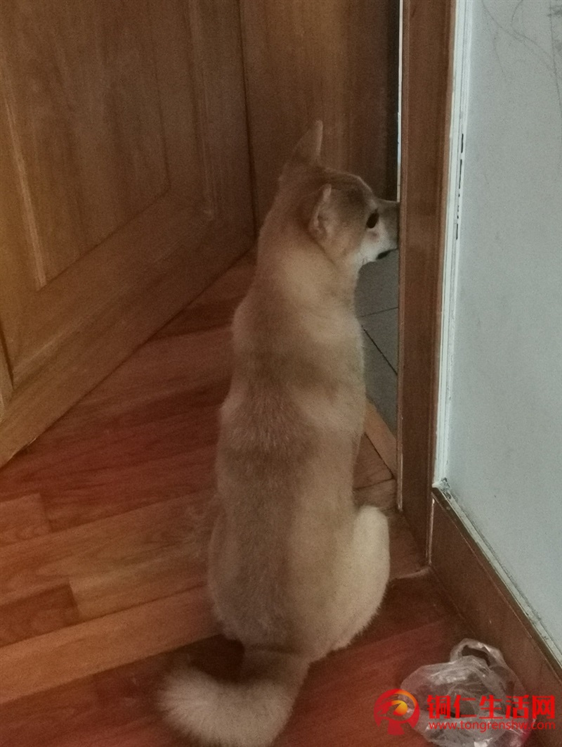 低價(jià)出售成年純種柴犬，希望找個(gè)好人家 ！