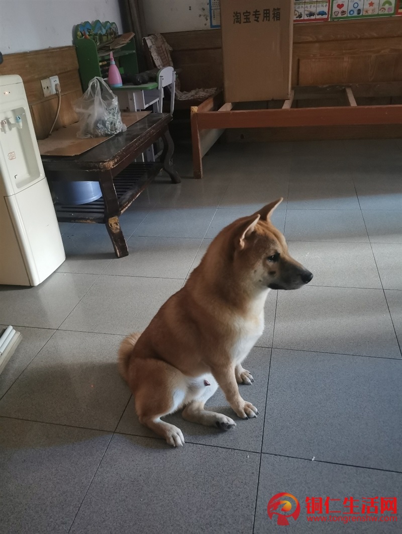 低價出售成年純種柴犬，希望找個好人家 ！